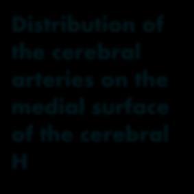 Distribution of the cerebral arteries