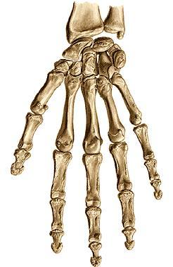 Bones of the hand Ossa carpi (carpal bones) Ossa metacarpi