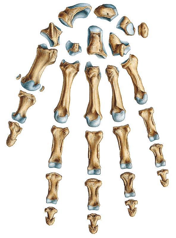 Ossa carpi (8) Distal row: os trapezium (trapezium) (tuberculum ossis trapezii) os