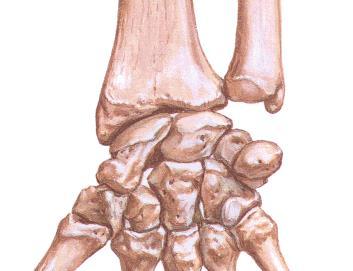 eminentia carpi radialis (tuberculum ossis scaphoidei et trapezii) eminentia carpi ulnaris (hamulus ossis hamati et os pisiforme) sulcus carpi (retinaculum flexorum) canalis carpi dorsum manus sulcus