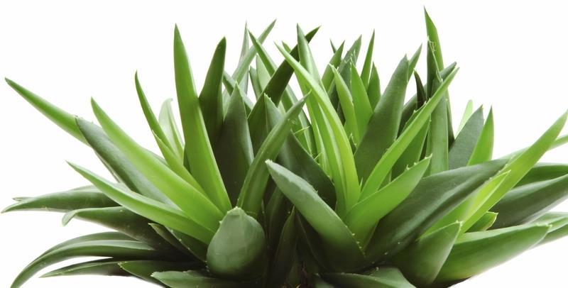 Aloe vera oil BOTANY The genus Aloe, belonging to the family Asphodelaceae (formerly Liliaceae), comprises more than 350 species, which grow mainly in the semi-arid areas of the tropical and