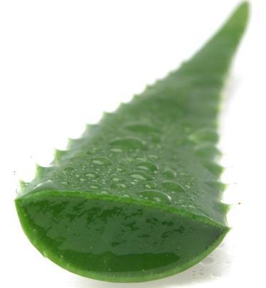 CHEMISTRY Aloe leaves are the source of two different products: aloe gel and aloe juice, also called aloe latex.