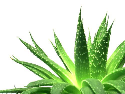 COSMETIC PROPERTIES Aloe is a common ingredient of many cosmetic products, due to its moisturizing and emollient properties, as well as, to its anti-aging actions on skin.