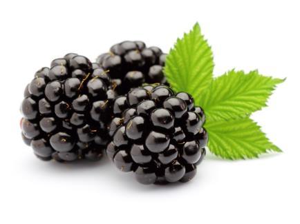 mulberry juice high fat diet