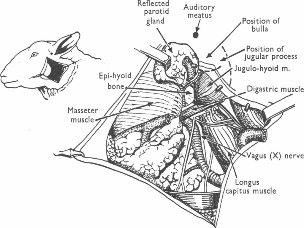 SURGERY OF THE SUPERIOR CERVICAL GANGLION 55
