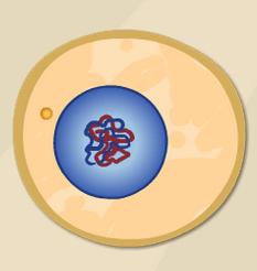 Name: Date: Student Exploration: Cell Division Vocabulary: cell division, centriole, centromere, chromatid, chromatin, chromosome, cytokinesis, DNA, interphase, mitosis Prior Knowledge Questions (Do