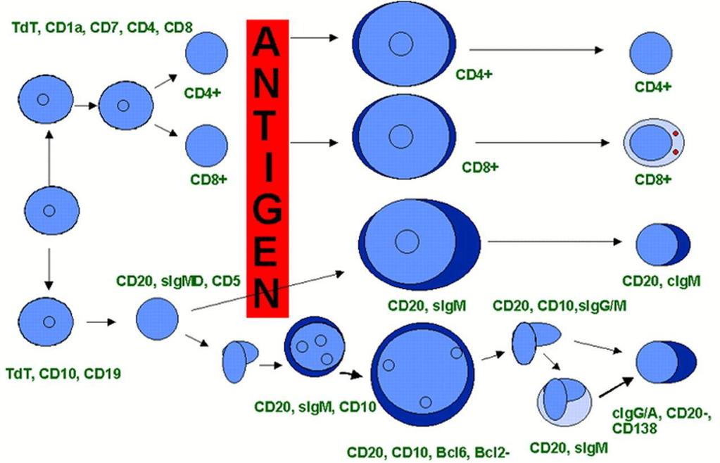 T and B-cell differentiation:
