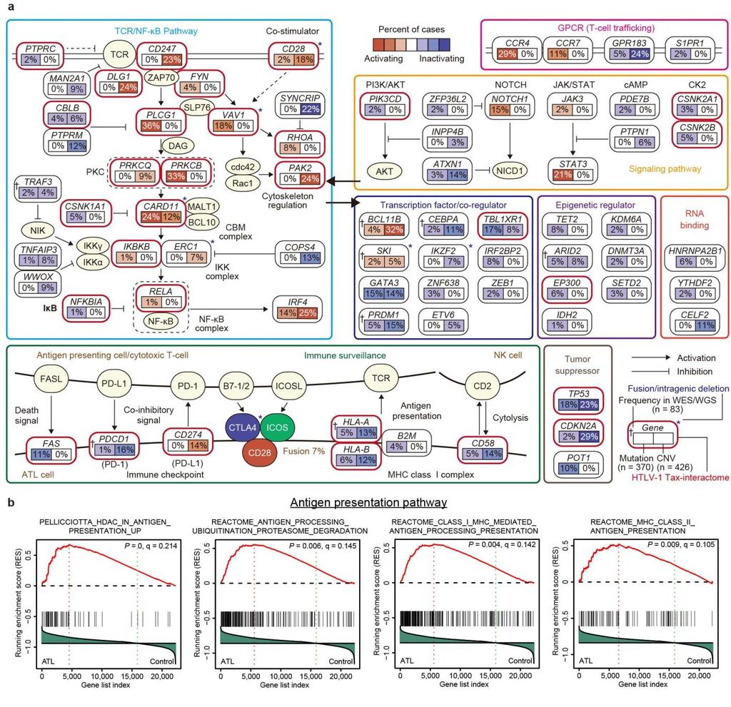 Supplementary Figure 8 Deregulated functional pathways in ATL. (a) Major driver alterations, including mutations, CNVs and SVs (asterisks), are summarized according to their functionalities.