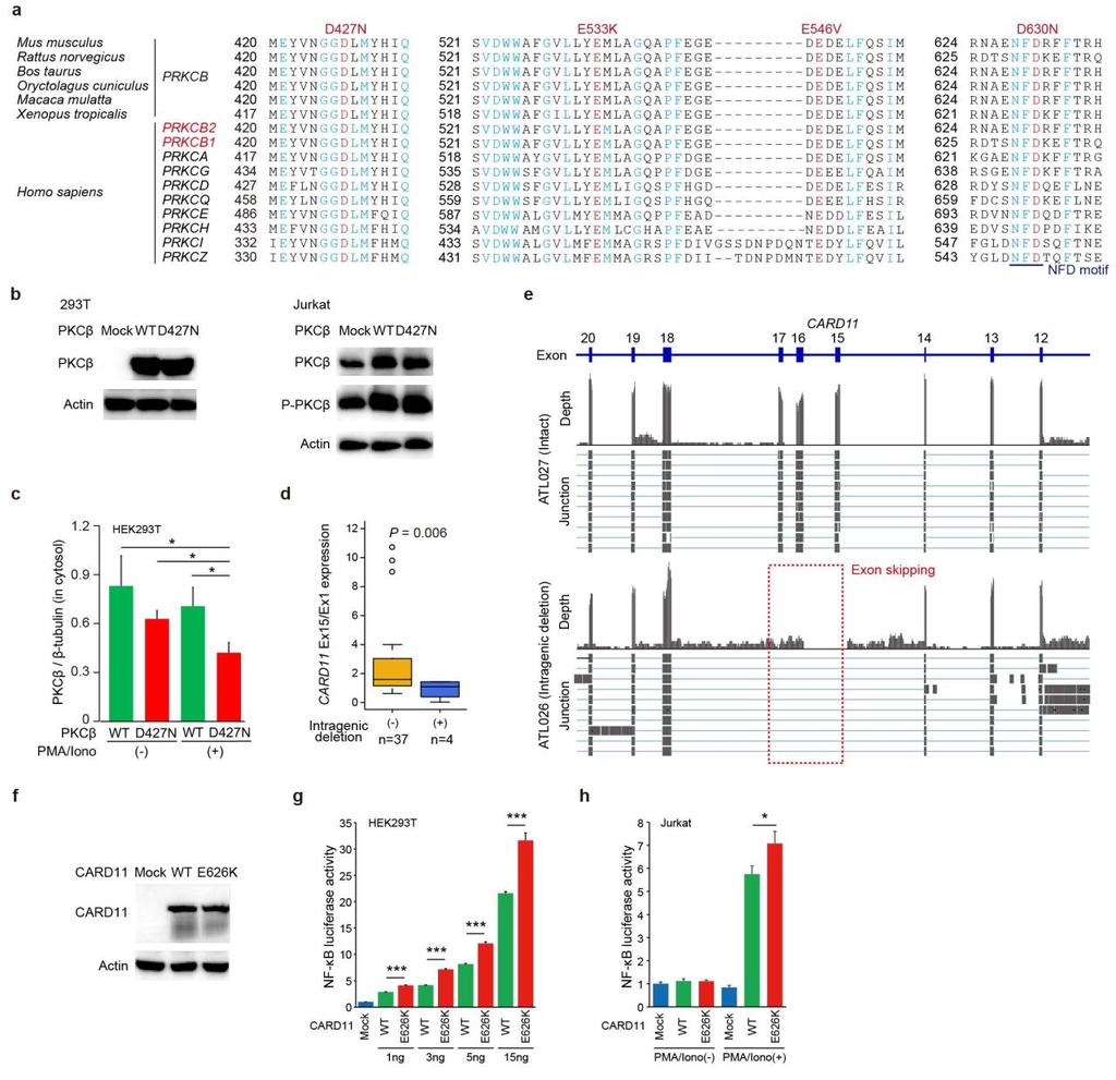 Supplementary Figure 9 Biological significance of PRKCB and CARD11 mutations.