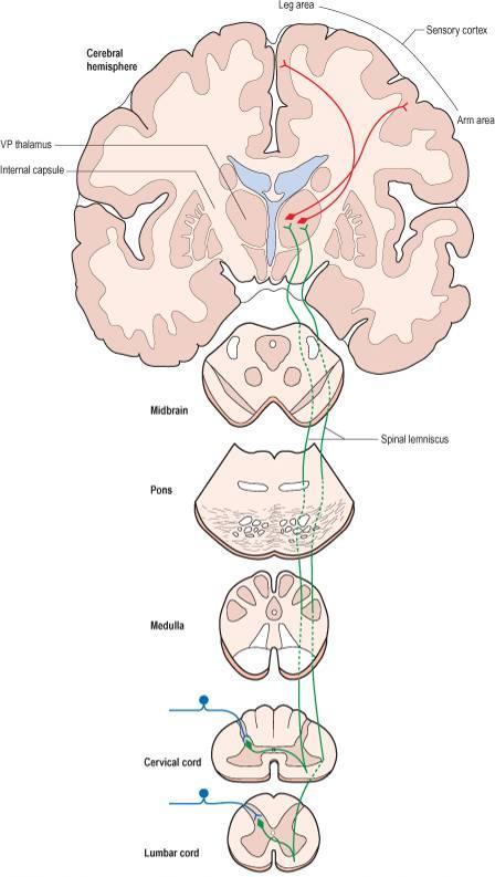 The spinothalamic tracts contain axons of second-order neurones, the cell bodies of which lie in the contralateral dorsal horn. Located lateral and ventral to the ventral horn.