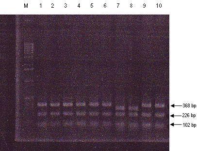 LXVI Prisotnost točkovne mutacije na 23S rrna bi pomenila, da ta prispeva k povečani odpornosti analiziranih izolatov kampilobakterjev na eritromicin.