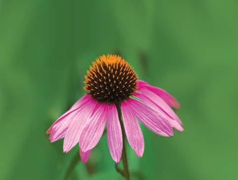 Immune System Safeguard Echinacea angustifolia My favorite herb, much misunderstood and vastly underestimated. Self-defence is a virtue, sole bulwark of all right.