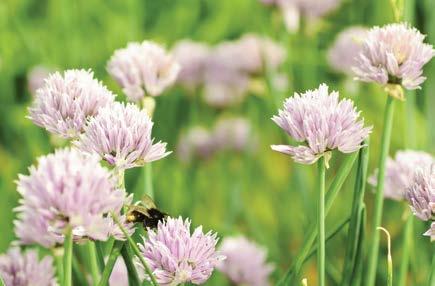 Garlic Forte Allicin-releasing Garlic Allium sativum The air of Provence was particularly perfumed by the refined essence of this mystically attractive bulb.