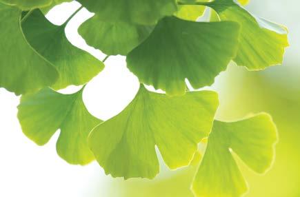 The compounds in Ginkgo Forte work together to: support memory and cognition promote alertness and mental clarity help support healthy mental function support good health in older adults support and