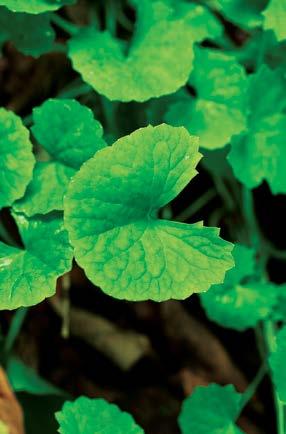 Gotu Kola Complex Tissue & Capillary Integrity Centella asiatica It is no coincidence that four of the six letters in health are Heal.