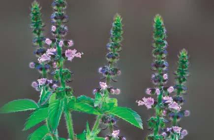 Andrographis Complex East Meets West for Ultimate Immune System Support Ocimum tenuiflorum In the sky, there is no distinction of East and West.