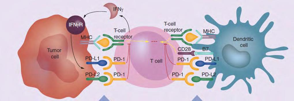 How anti-pd-1 works