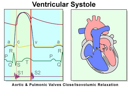 Cardiac Cycle Aortic pressure ( ) exceeds Ventricular