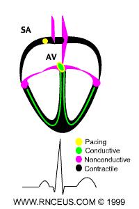 Aortic Valve Conduction