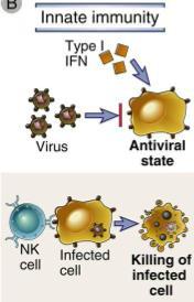 immune response to viral infection Function a) Inhibit viral infection and replication by inducing anti-viral state b) MHC class I expression and Ag presentation in cells c) Activate NK cells