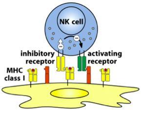 To control their cytotoxicity, NK cells express both activating and inhibitory receptors Activating receptors