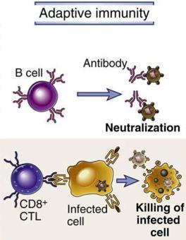 bind/recognise NK cells activated by activating signals release cytoplasmic granules to induce target cell