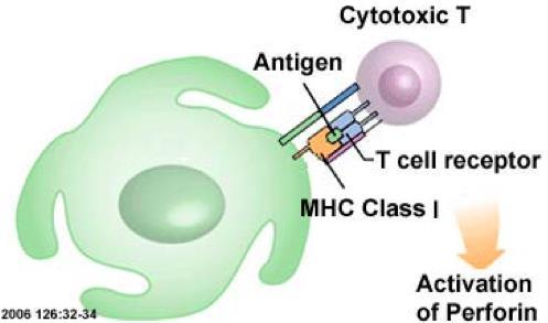 Cross-presentation Ability of certain APCs (primarily DCs) to take up EXTRACELLULAR antigens and present them on MHC class I to CTLs Necessary for immunity against viruses/bacteria/tumours that does