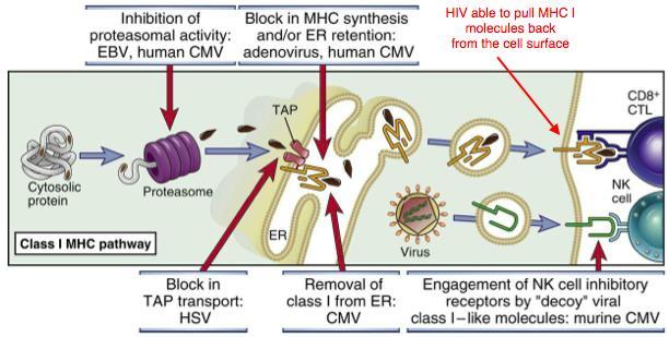 3) Infect and destroy cells of the host immune system HIV infects + depletes human CD4+ T cells (critical to adaptive immune response) via: Replicating in CD4+ T cells cause cell lysis upon virus