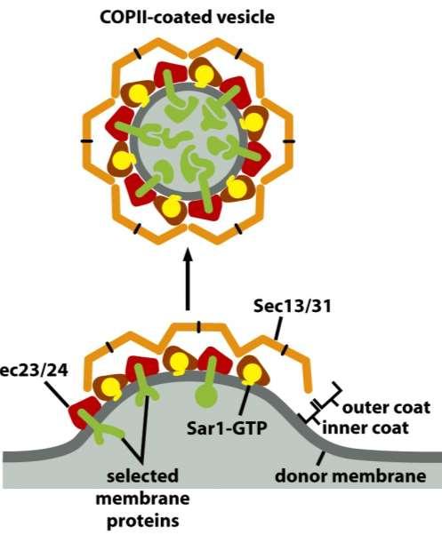 COPII-coated vesicles inner coat proteins outer coat proteins