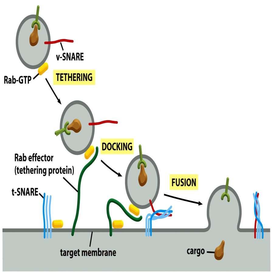 Recognition of the target membrane through SNARE matching NEM: N-Ethylmaleimide NSF: