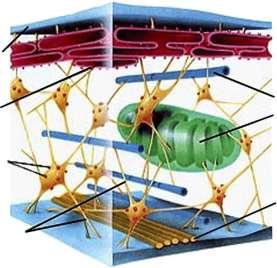 microfilaments (actin) intermediate filaments microtubules Plasma membrane