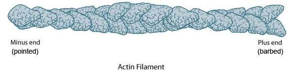 Actin Globular proteins (α,β,γ types) β-actin globular (G) subunit and filamentous (F) polymer polarized polymerization (pointed and barbed