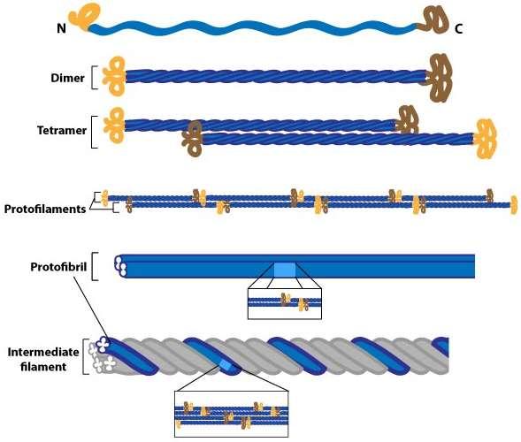 Intermediate filaments No polarity No motor proteins associated High tensile strength Resistant to compression, twisting and bending forces Heterogeneous Types: lamins (nuclear lamina) keratin