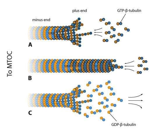 B: At high free GTP-tubulin dimer concentration, hydrolysis is outpaced by rapid assembly at the plus end,
