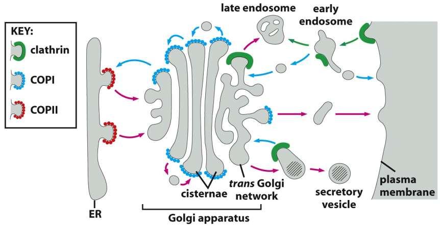 Coat proteins (coatomers) Clathrin COPI COPII endocytosis Golgi plasma membrane (regulated exocytosis)