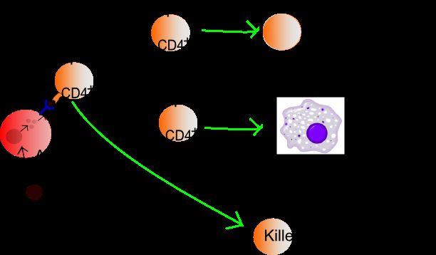 Etiologies (causation of a disease) You can get SCID through: Cytokine receptor defects ـــ cytokine signaling is necessary for