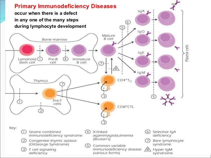 A group of disorders characterized by an impaired ability to produce normal immune response.