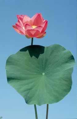 De Novo Protein Sequencing of Heat Resistant Proteins Found in Sacred Lotus Lotus, Nelumbo nucifera, has the distinction of having produced the longest living seed, 1300 yr Seed longevity
