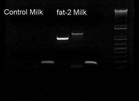 Good transgene expression full length fat 2 expression fat-2 CDS