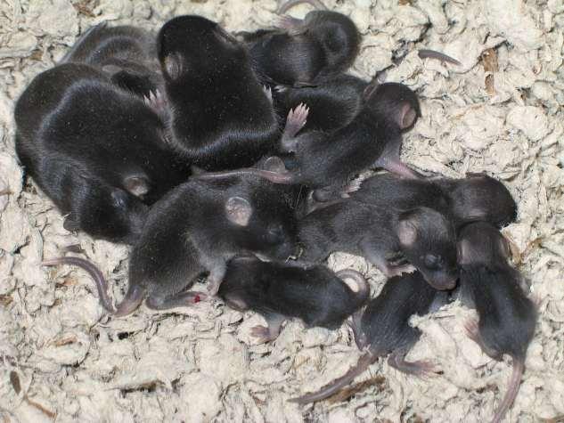 Abnormal growth in FAT-2 mice apparent shut down of lactation