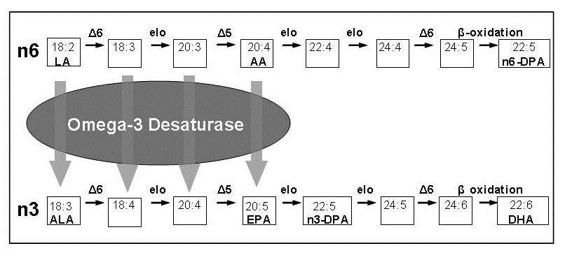 Develop a transgenic mouse model expressing omega-3 desaturase n-3 desaturase from C. elegans B. T. Kao, K. A. Lewis, E. J. DePeters, and A. L. Van Eenennaam. 2006.