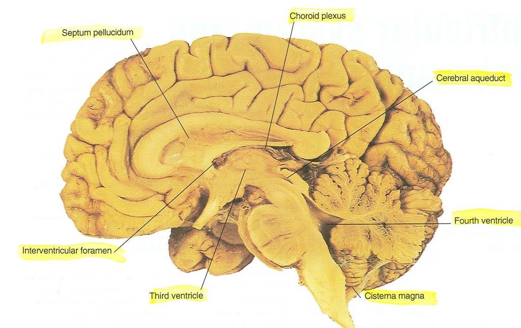 medulla) and the cranial part (open