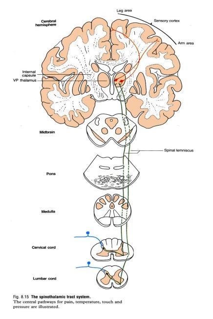 Site of emergence of cranial nerves (from 3 rd to 12 th ). 4.