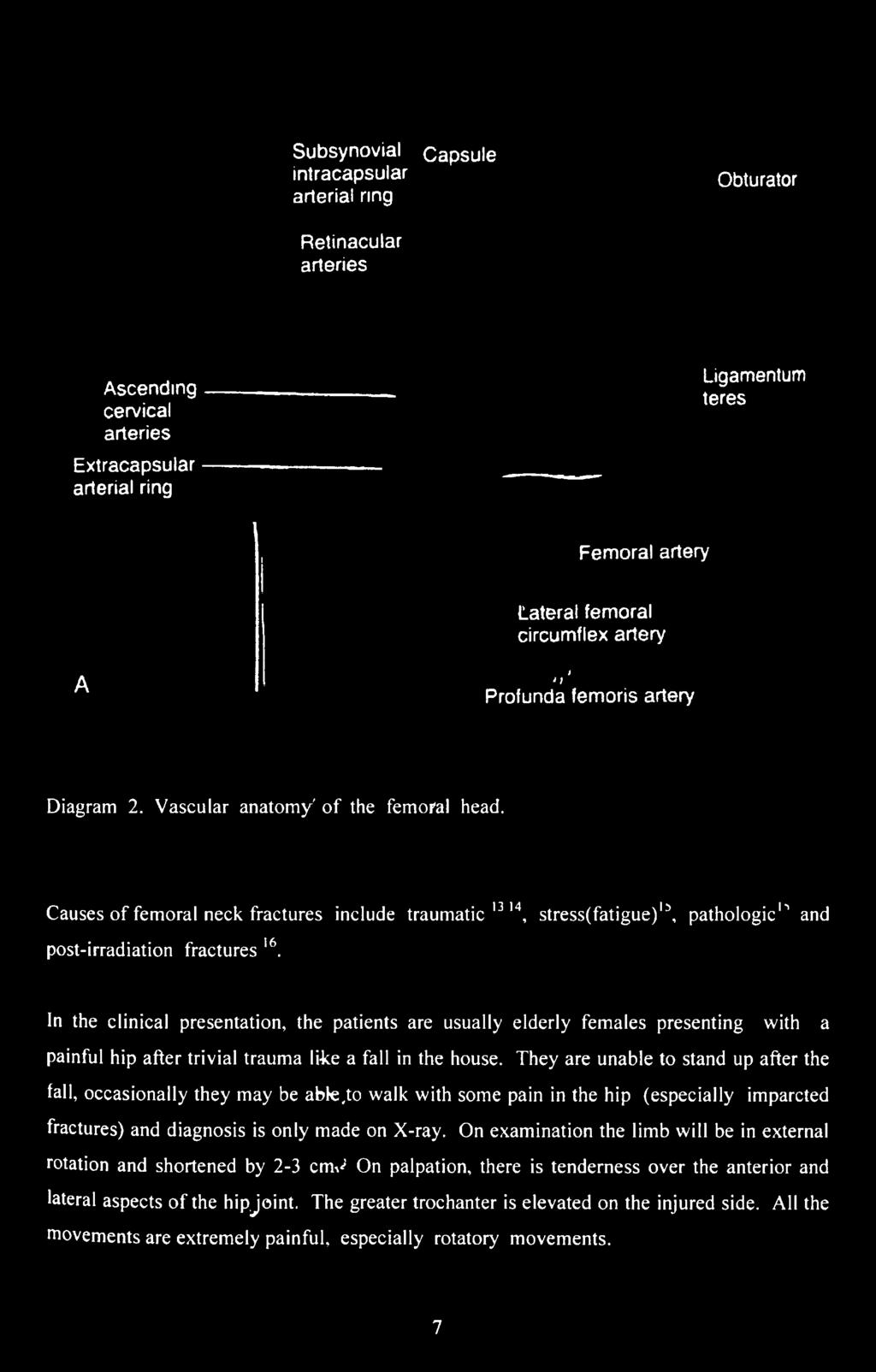 Vascular anatomy' of the femoral head.