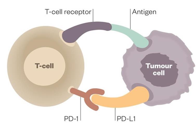 Immune checkpoint inhibitors PD = Programmed Cell Death protein PD-1 and PD-L1 turn off T-cell activation, preventing T cells from attacking the cancer.