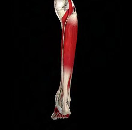 Calf Muscle anatomy