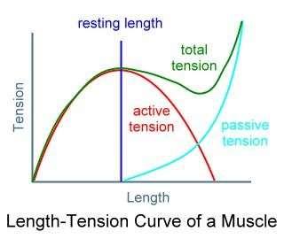 Length-Tension Relationship An individualized optimal prestretch
