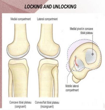 And unlocking of the knee means lateral rotation of the femur or