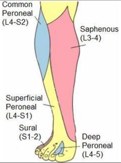3. The superficial peroneal nerve (branch of the common peroneal), supplies the skin of the lower part of the anterolateral surface of the leg(all the dorsum of the foot),except a small region