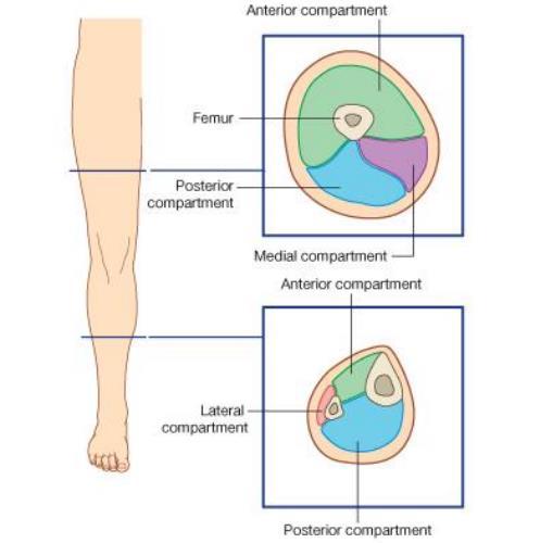 Fascial compartment of the leg The deep fascia of the leg forms Two intermuscular septa (anterior and posterior) which are attached to the fibula.